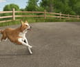 Farming Simulator patch adds Border Collie with multiple color variations