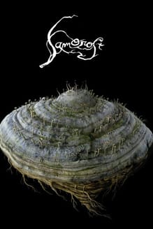 Samorost